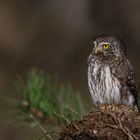 Sperlingskauz (Glaucidium passerinum)