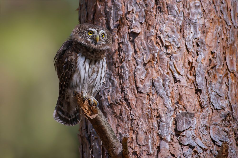 Sperlingskauz | Glaucidium passerinum