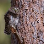 Sperlingskauz | Glaucidium passerinum