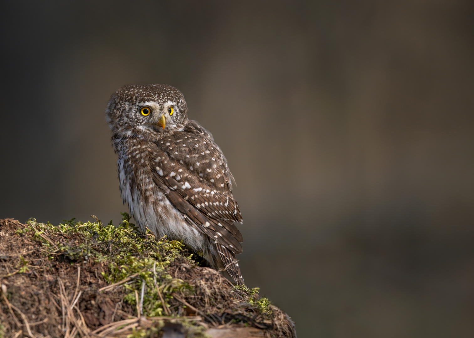 Sperlingskauz (Glaucidium passerinum) 