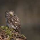 Sperlingskauz (Glaucidium passerinum) 