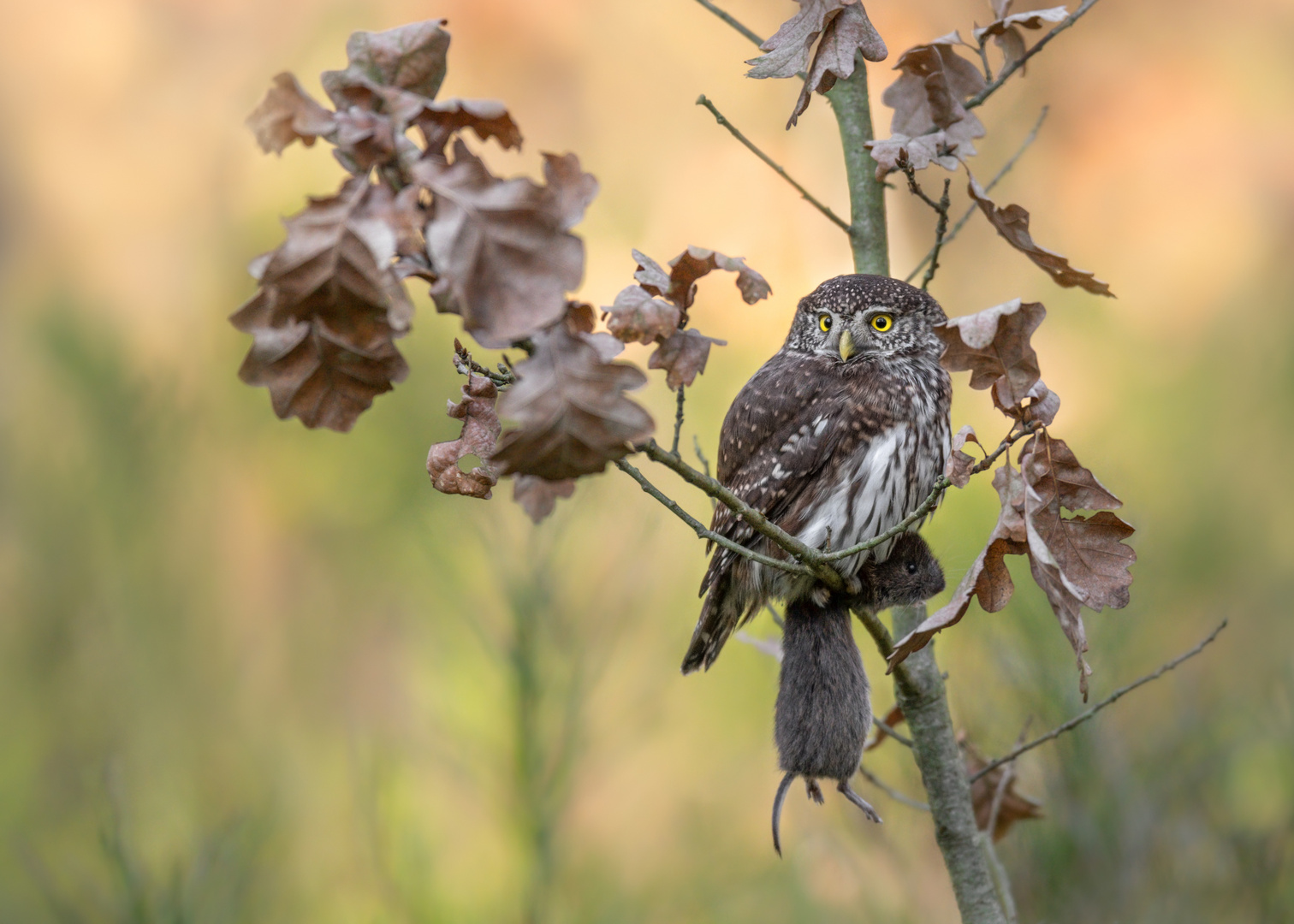 Sperlingskauz (Glaucidium passerinum)