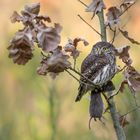 Sperlingskauz (Glaucidium passerinum)