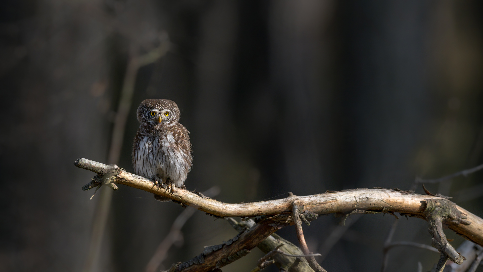 Sperlingskauz (Glaucidium passerinum)