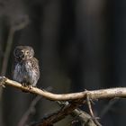 Sperlingskauz (Glaucidium passerinum)