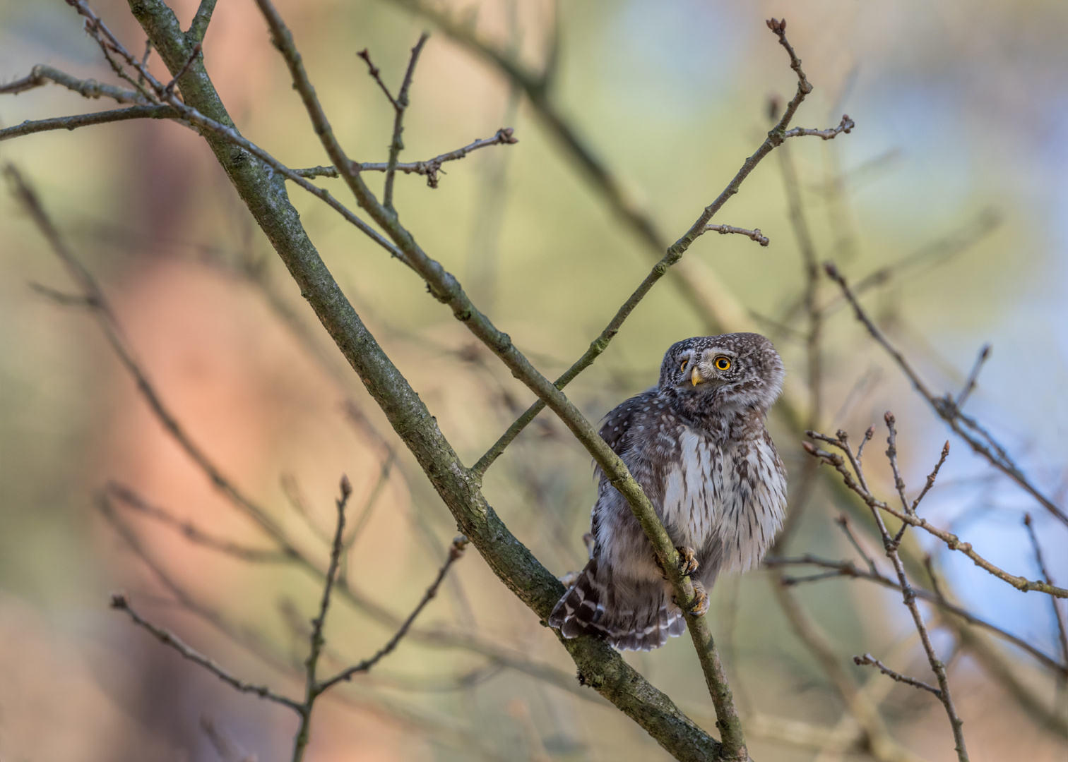 Sperlingskauz (Glaucidium passerinum)