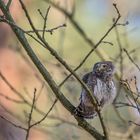 Sperlingskauz (Glaucidium passerinum)