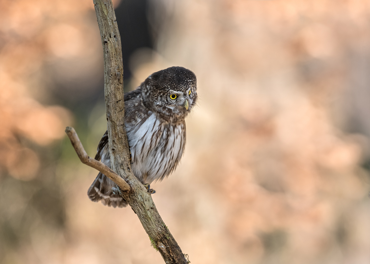 Sperlingskauz (Glaucidium passerinum)