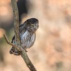 Sperlingskauz (Glaucidium passerinum)