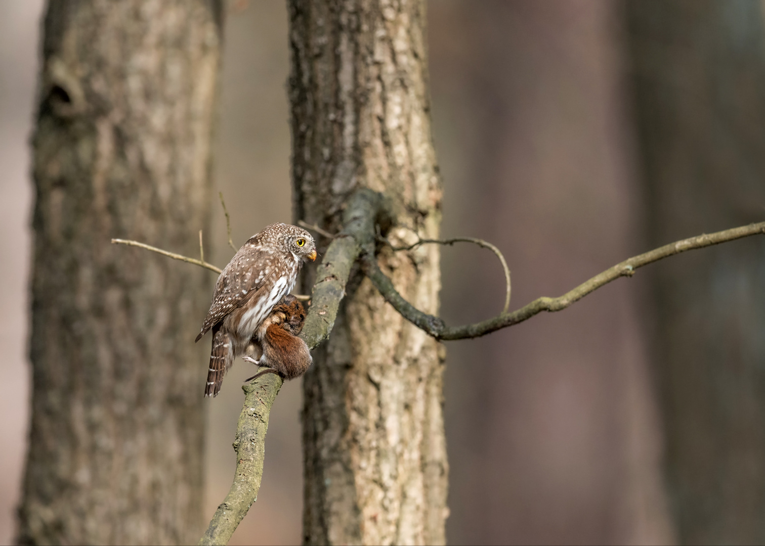 Sperlingskauz (Glaucidium passerinum)