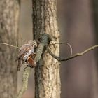 Sperlingskauz (Glaucidium passerinum)