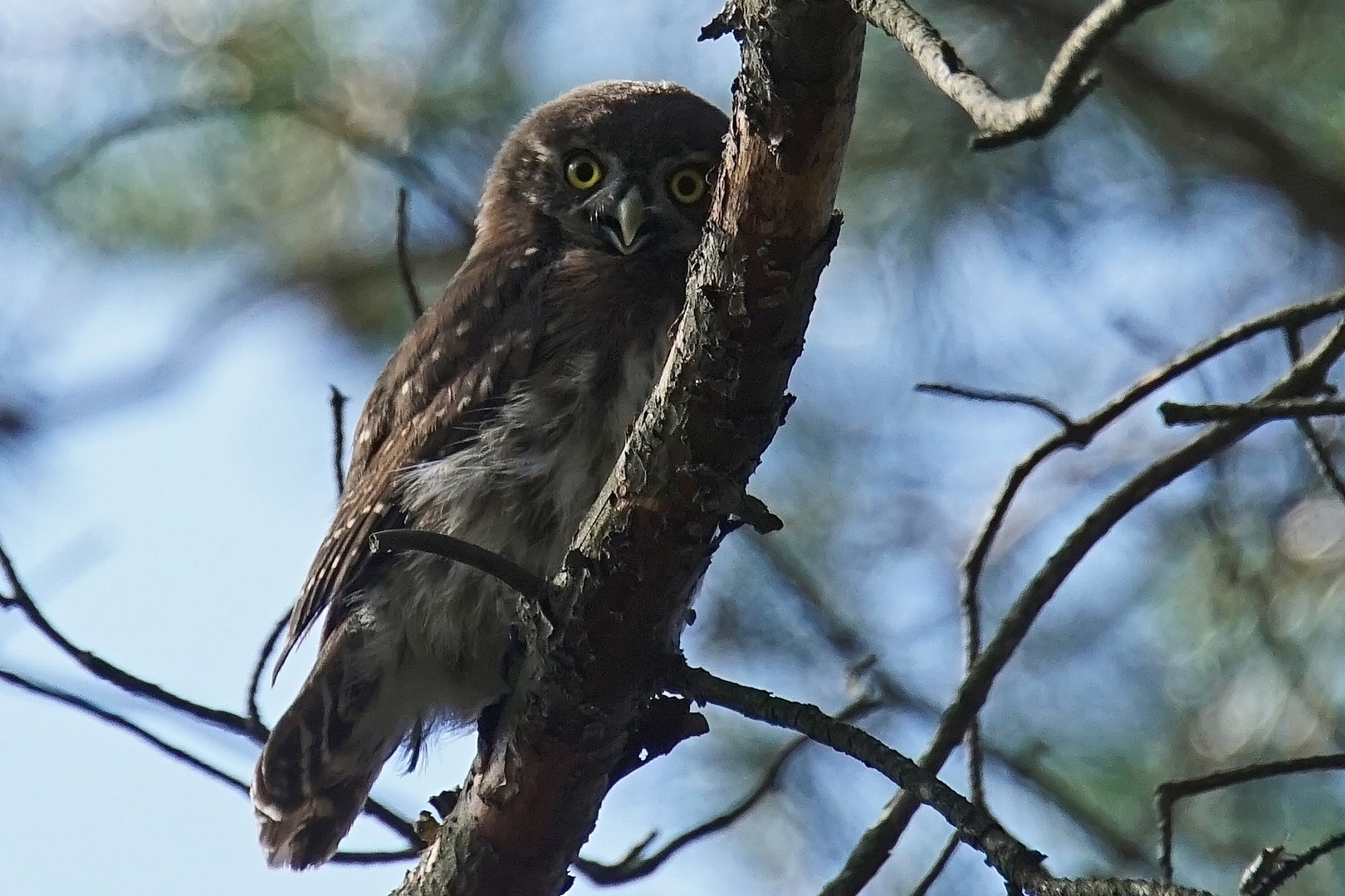 Sperlingskauz (Glaucidium passerinum)