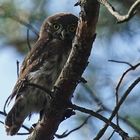 Sperlingskauz (Glaucidium passerinum)