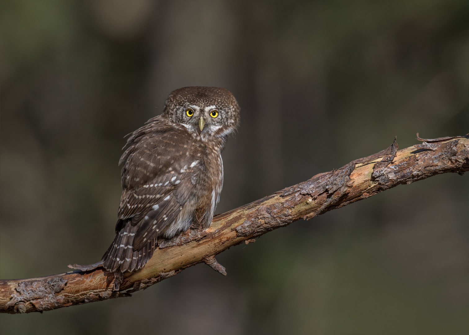 Sperlingskauz (Glaucidium passerinum)