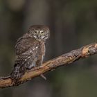 Sperlingskauz (Glaucidium passerinum)