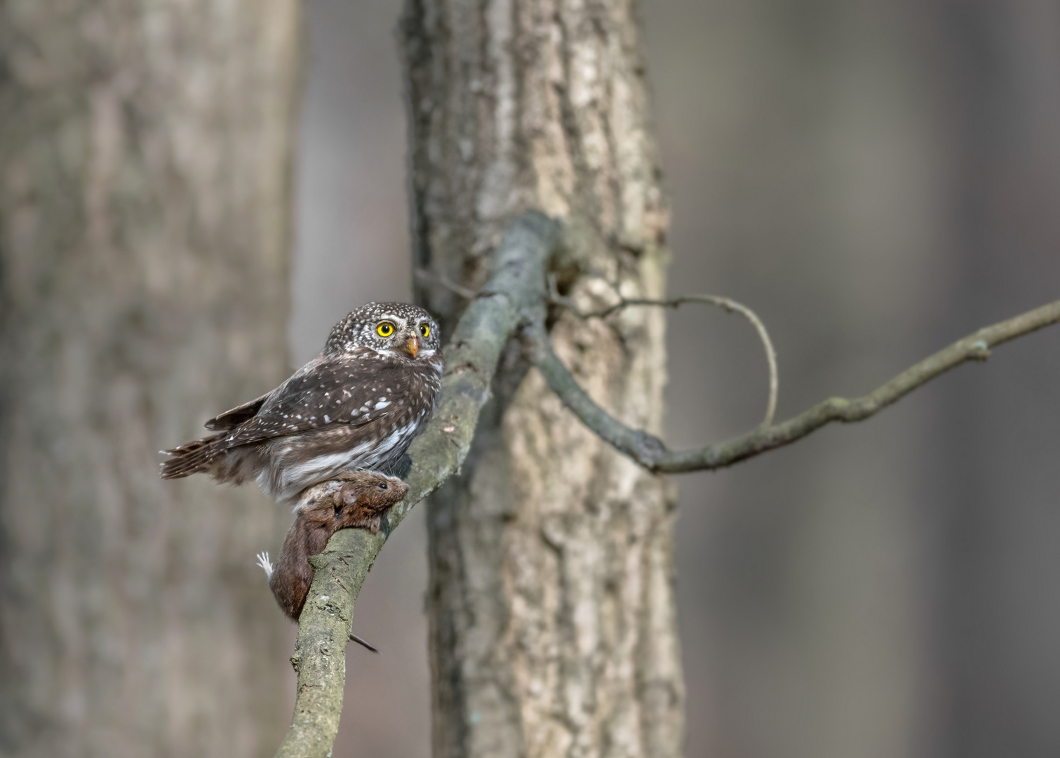 Sperlingskauz (Glaucidium passerinum)