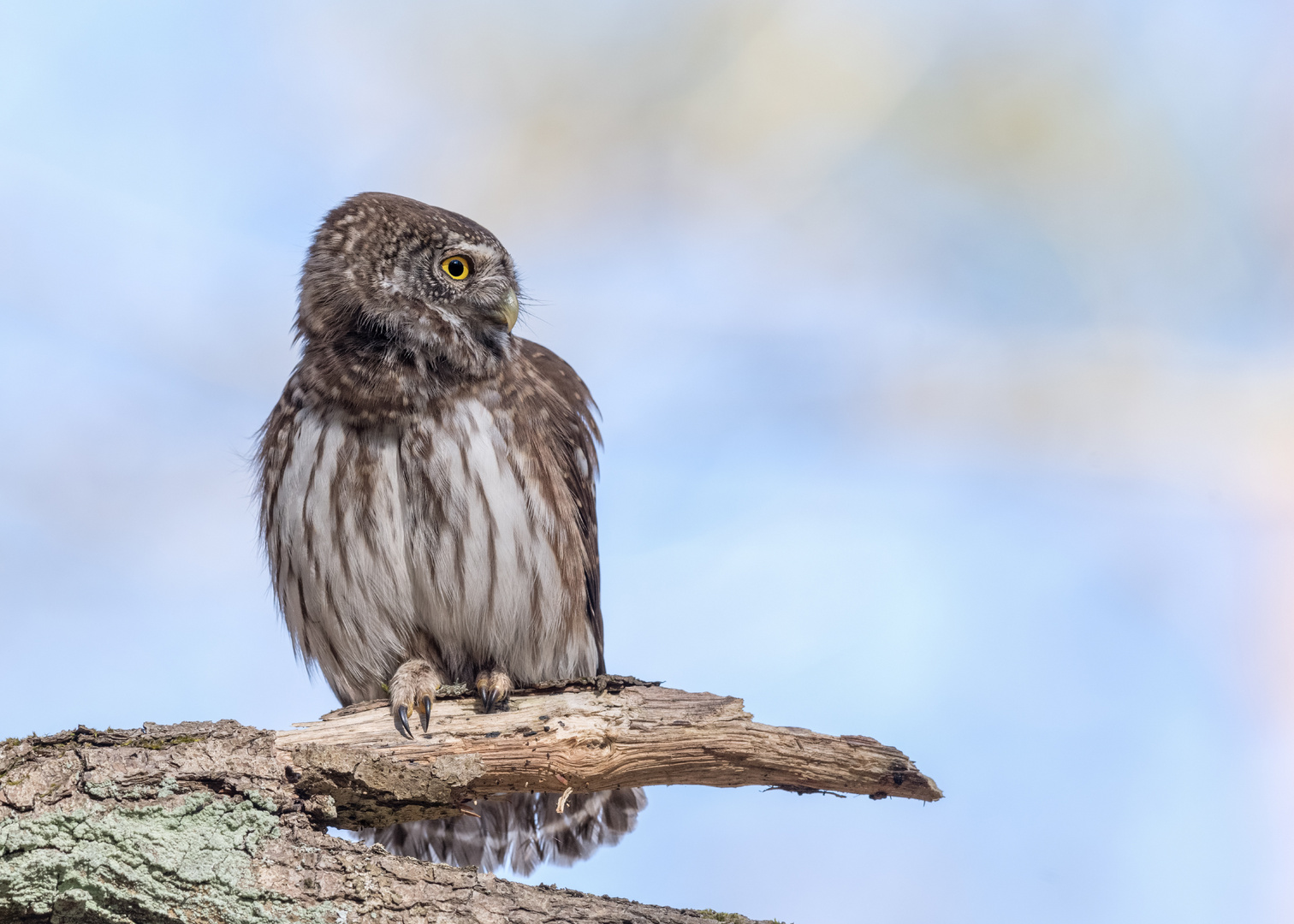 Sperlingskauz (Glaucidium passerinum)