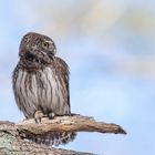 Sperlingskauz (Glaucidium passerinum)