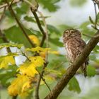 Sperlingskauz (Glaucidium passerinum)