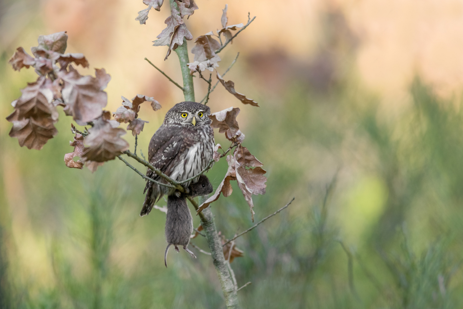 Sperlingskauz (Glaucidium passerinum)