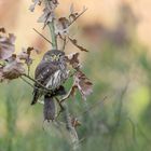 Sperlingskauz (Glaucidium passerinum)