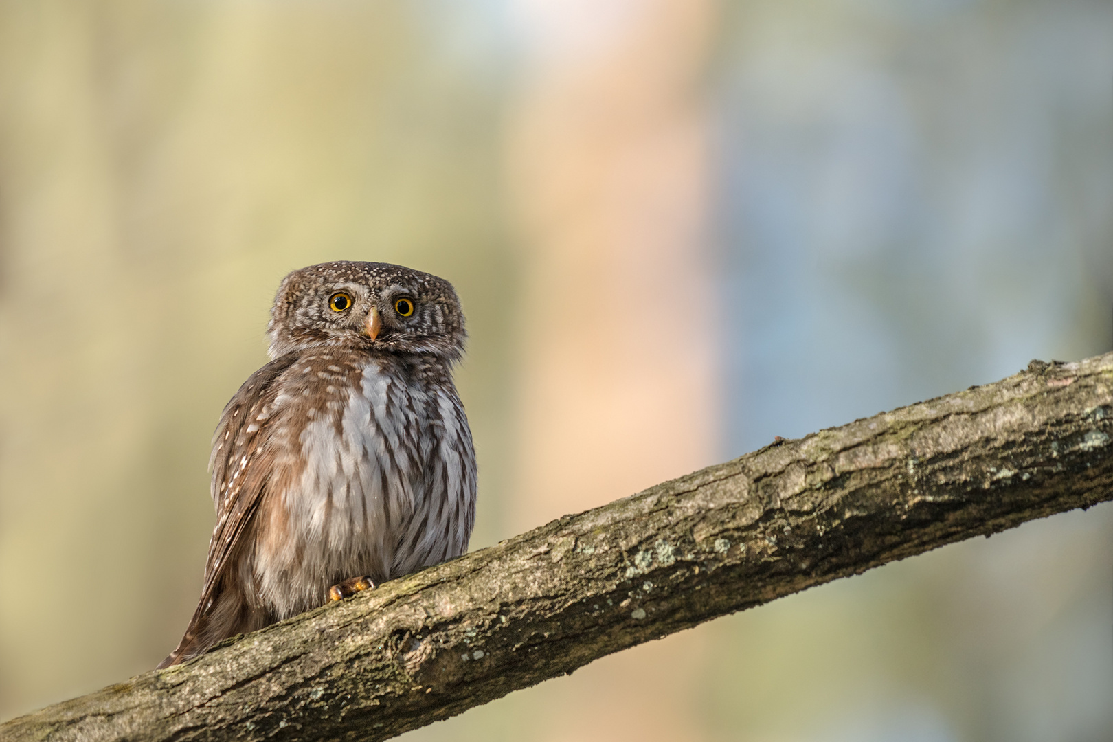 Sperlingskauz (Glaucidium passerinum)