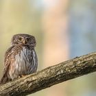 Sperlingskauz (Glaucidium passerinum)