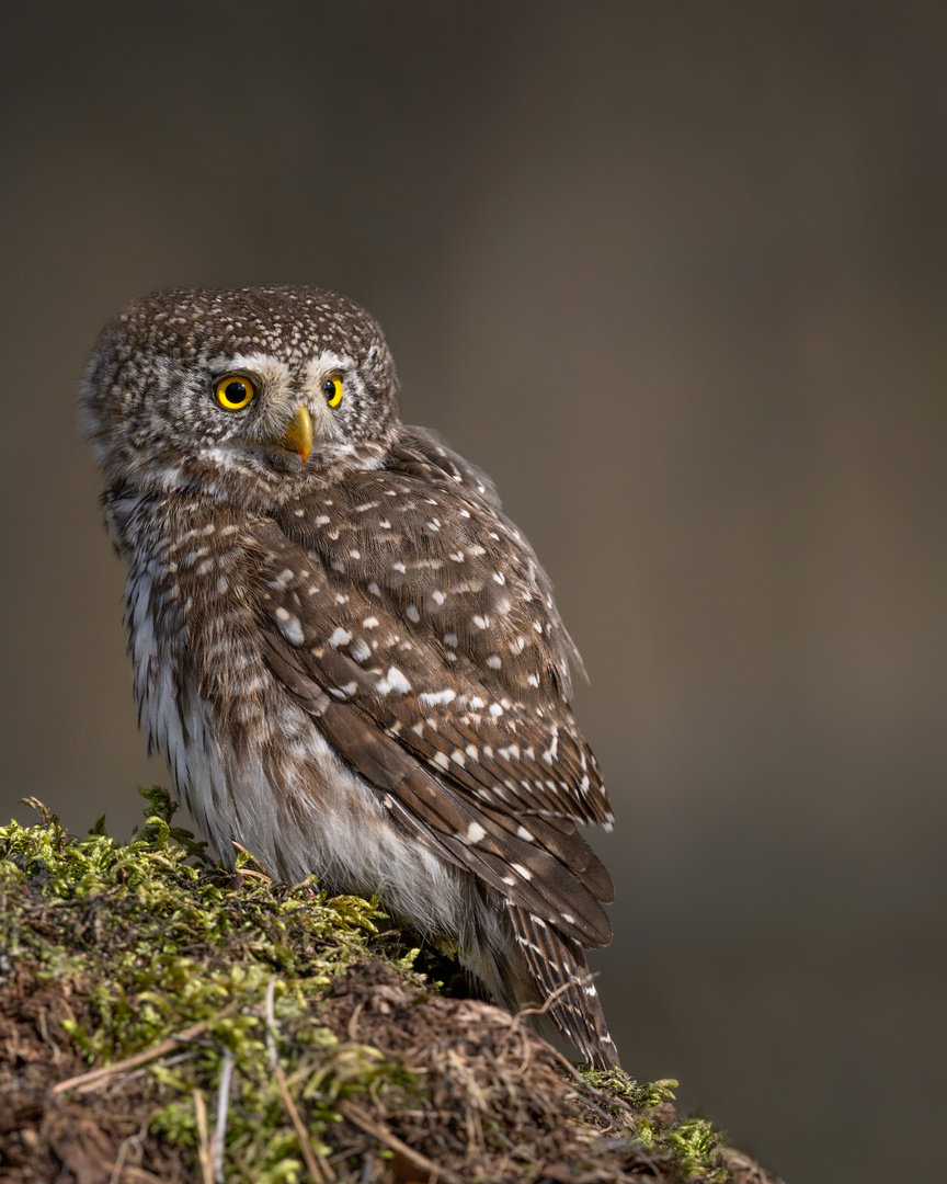 Sperlingskauz (Glaucidium passerinum) 