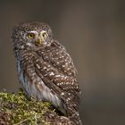 Sperlingskauz (Glaucidium passerinum) 