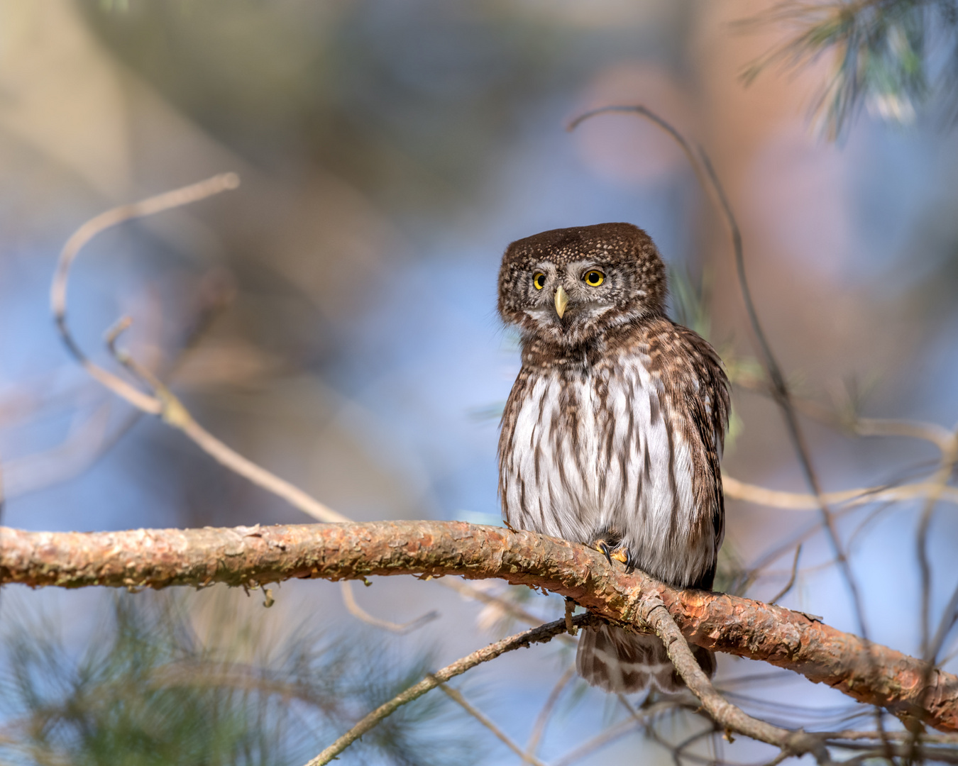 Sperlingskauz (Glaucidium passerinum)