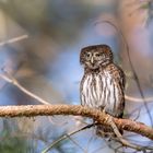 Sperlingskauz (Glaucidium passerinum)