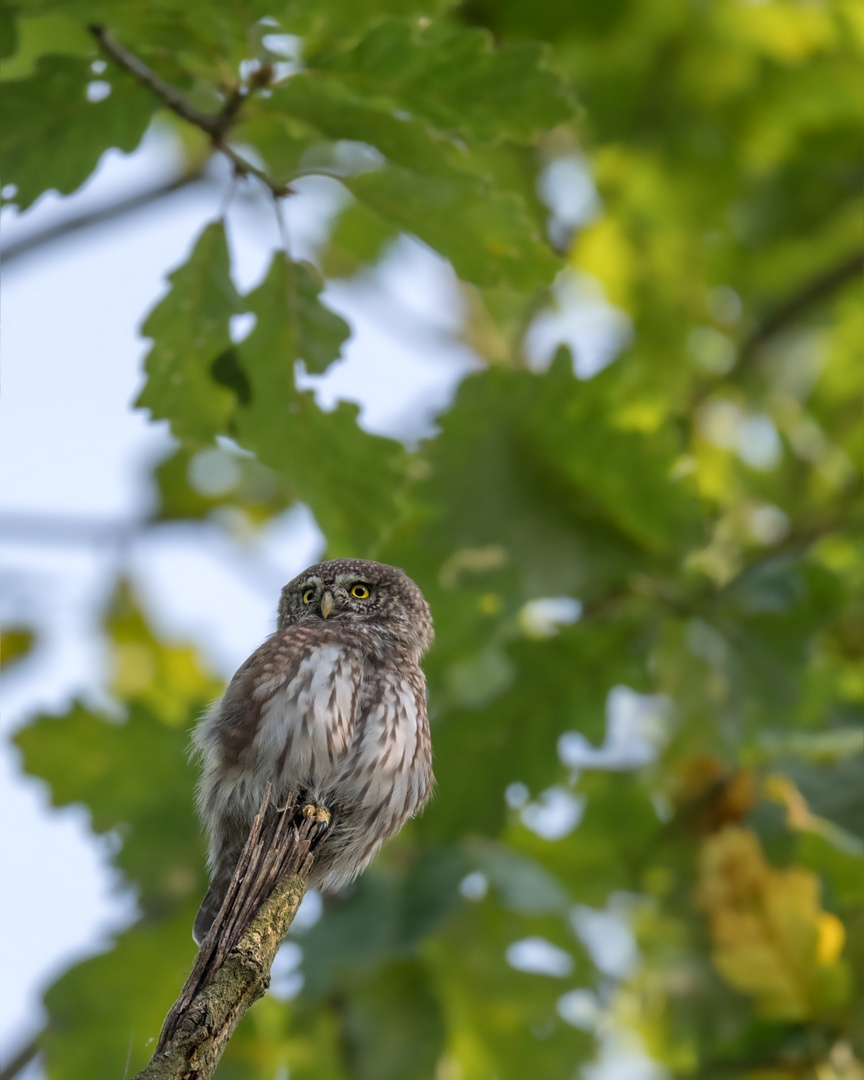 Sperlingskauz (Glaucidium passerinum)