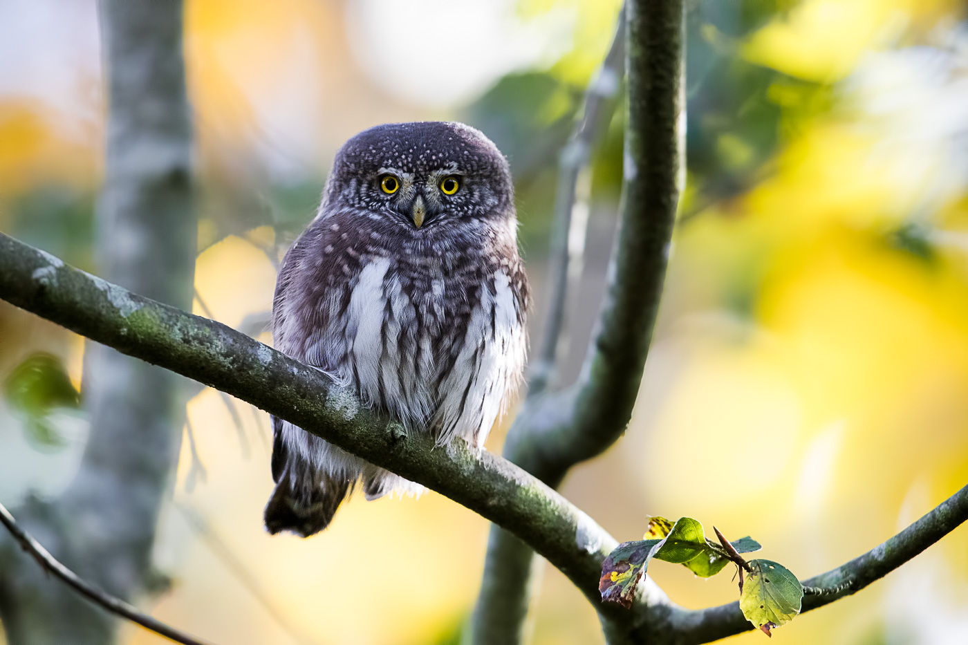 Sperlingskauz (Glaucidium passerinum)