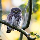 Sperlingskauz (Glaucidium passerinum)