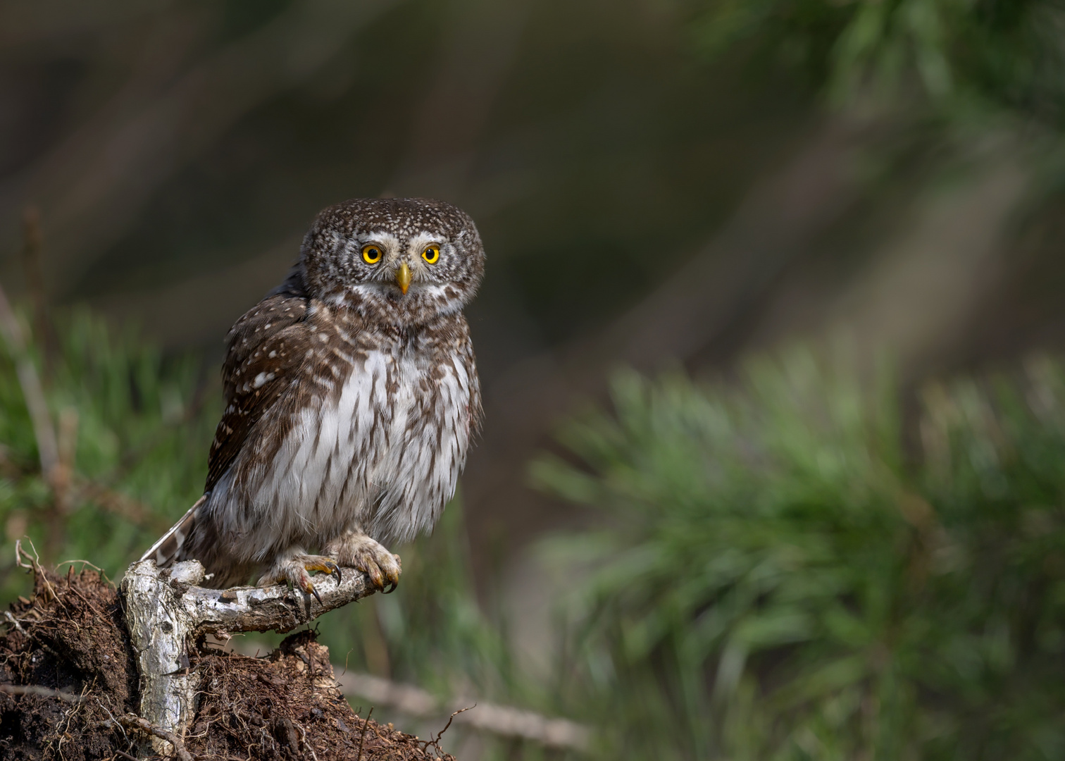 Sperlingskauz (Glaucidium passerinum)