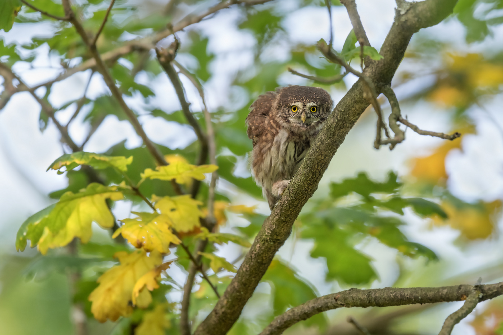 Sperlingskauz (Glaucidium passerinum)