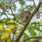 Sperlingskauz (Glaucidium passerinum)