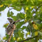 Sperlingskauz (Glaucidium passerinum)