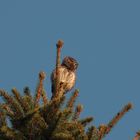 Sperlingskauz (Glaucidium passerinum)