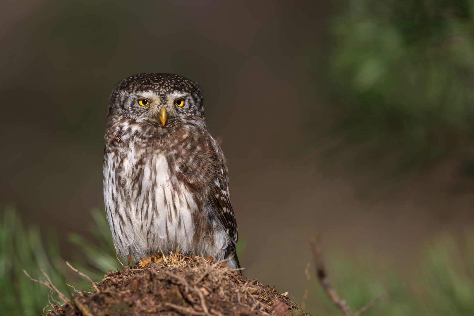 Sperlingskauz (Glaucidium passerinum)