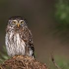 Sperlingskauz (Glaucidium passerinum)