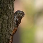 Sperlingskauz | Glaucidium passerinum