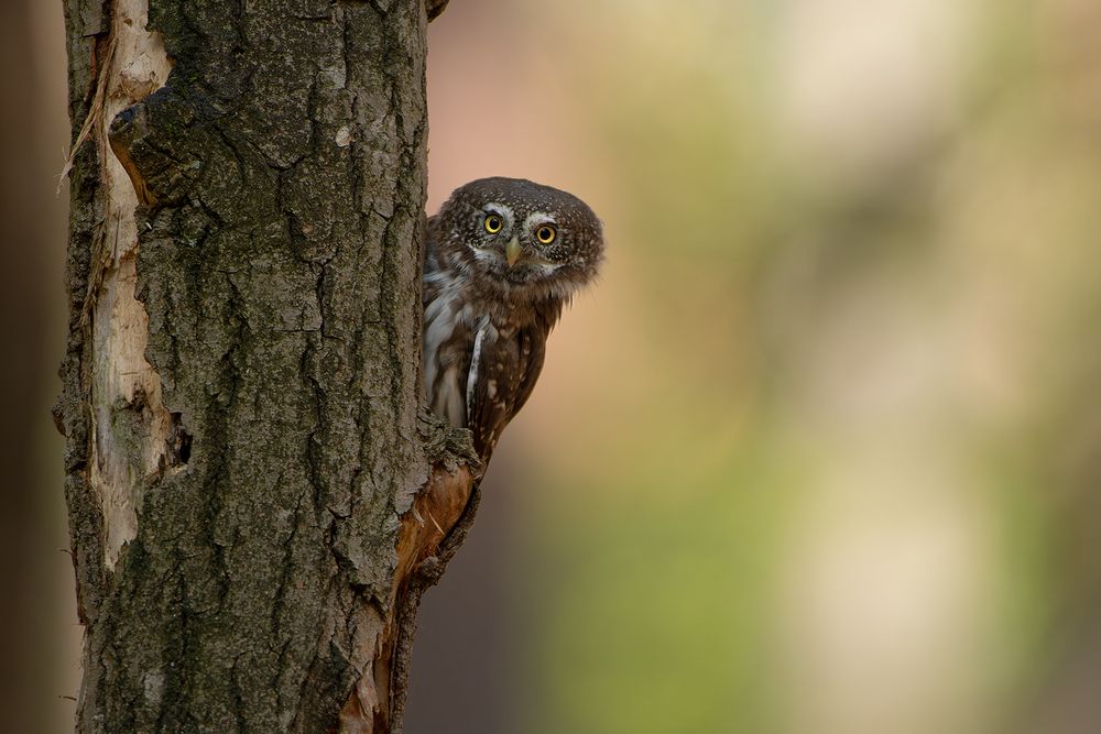 Sperlingskauz | Glaucidium passerinum