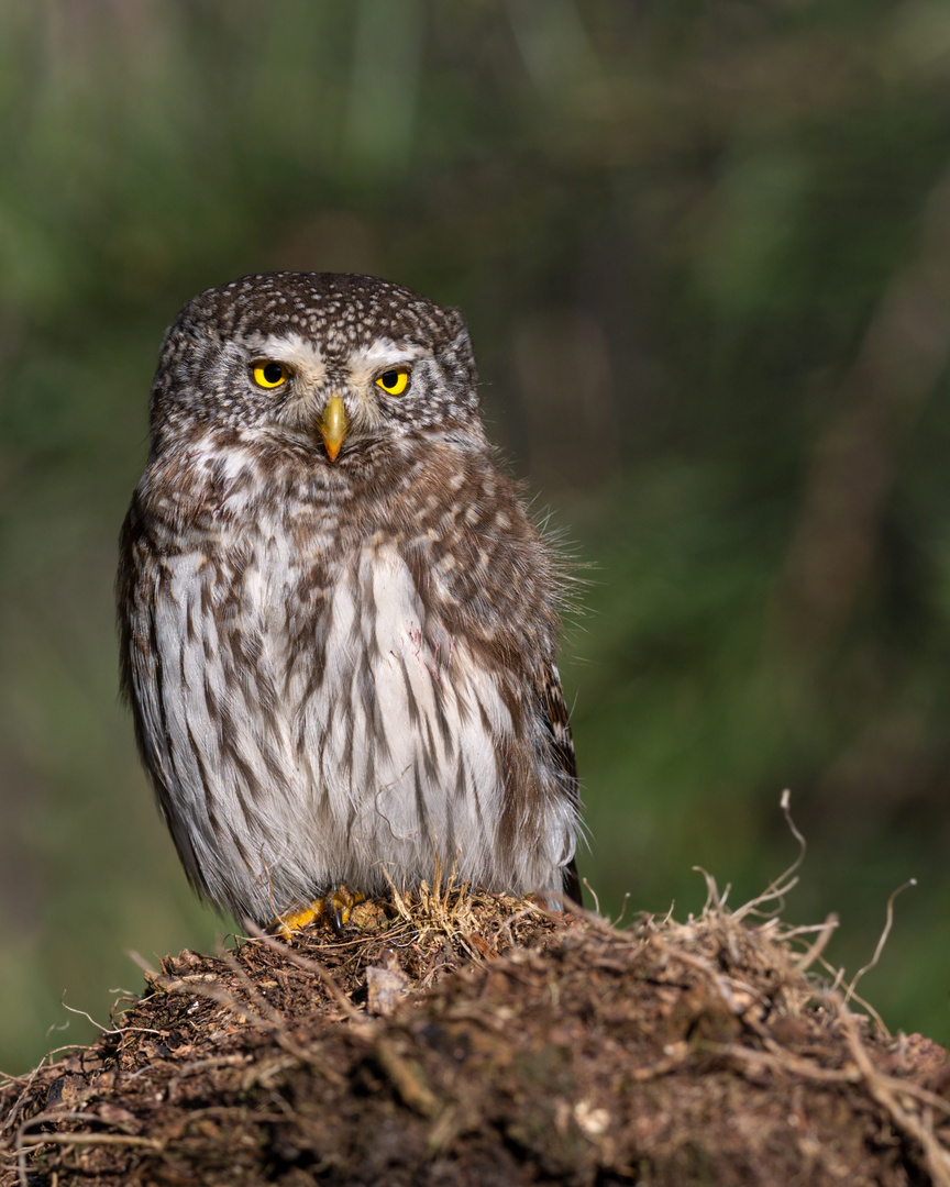 Sperlingskauz (Glaucidium passerinum) 