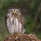 Sperlingskauz (Glaucidium passerinum) 