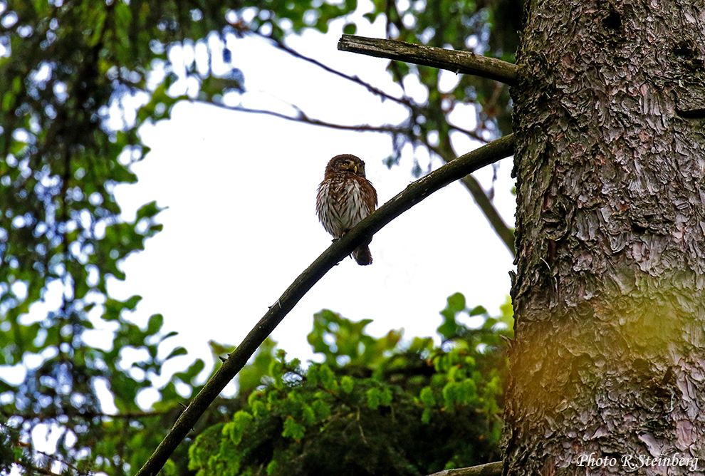 Sperlingskauz (Glaucidium passerinum)