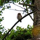 Sperlingskauz (Glaucidium passerinum)