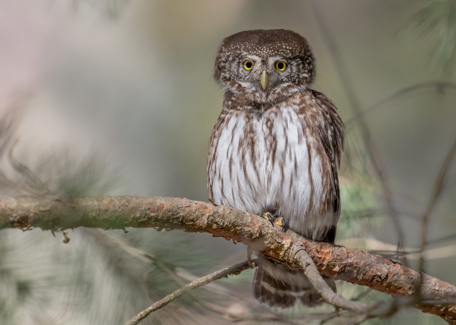 Sperlingskauz (Glaucidium passerinum)