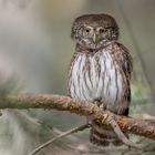 Sperlingskauz (Glaucidium passerinum)