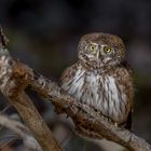 Sperlingskauz (Glaucidium passerinum)